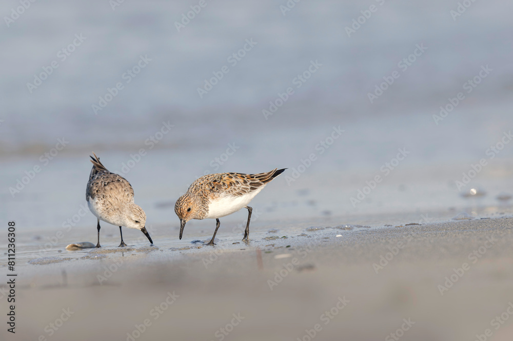 Shorebird Sanderling Calidris alba in search of food on a sandy beach in Morbihan, France Shorebird Sanderling Calidris alba in search of food on a sandy beach in Morbihan, France