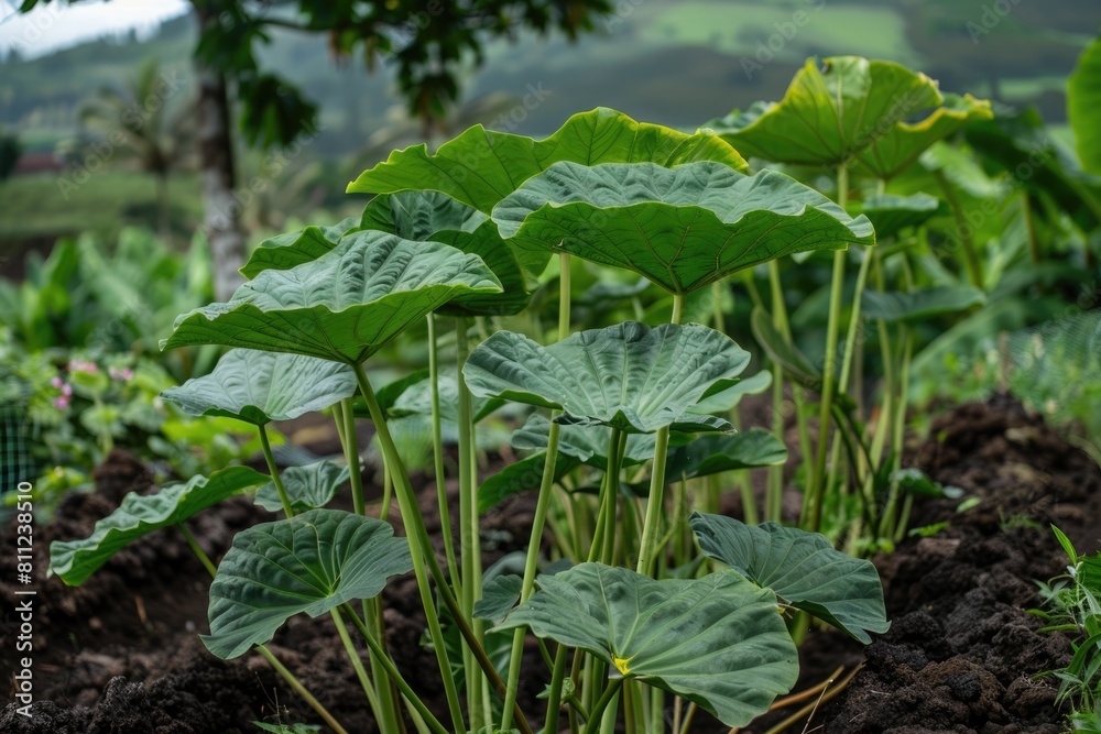 Hawaiian Taro (Kalo) - Celebrating the Heart and Soul of Hawaii Hawaiian Taro (Kalo) - Celebrating the Heart and Soul of Hawaii