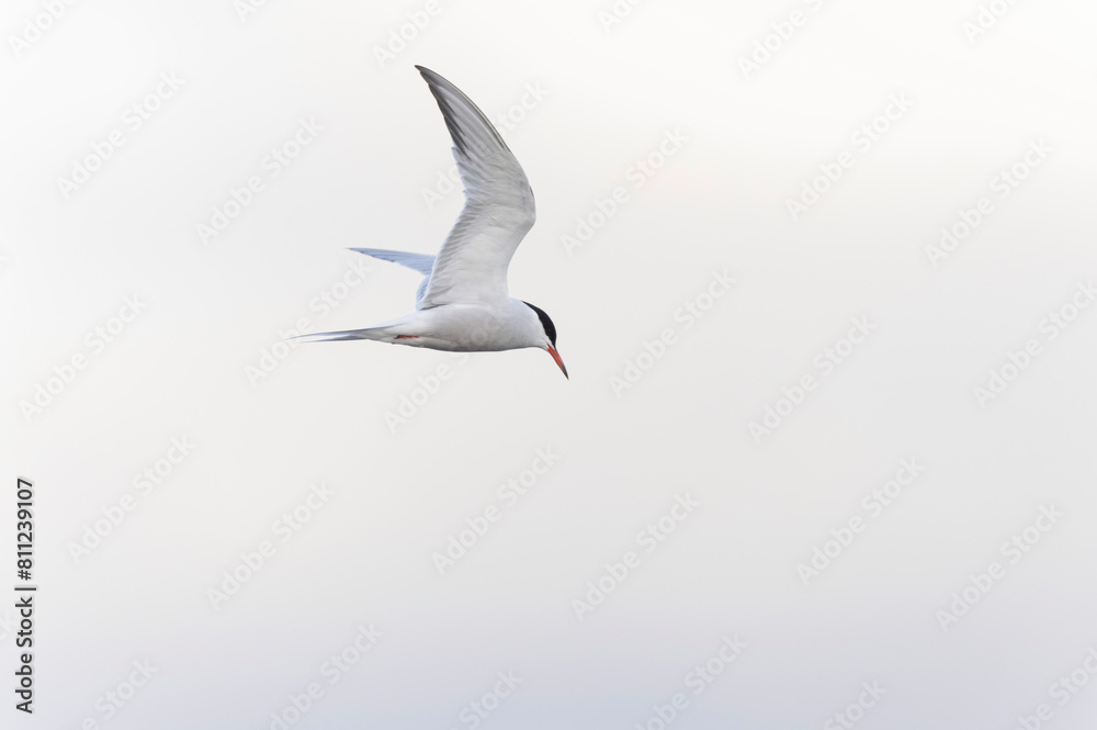 Obraz premium Common Tern Sterna hirundo in a typical coastal habitat