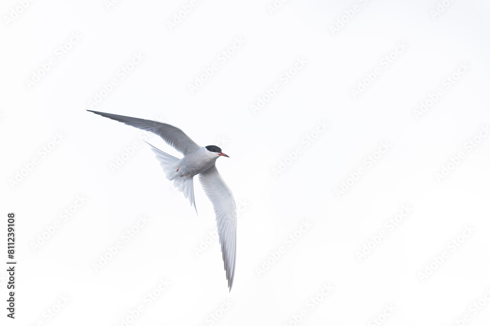 Fototapeta premium Common Tern Sterna hirundo in a typical coastal habitat