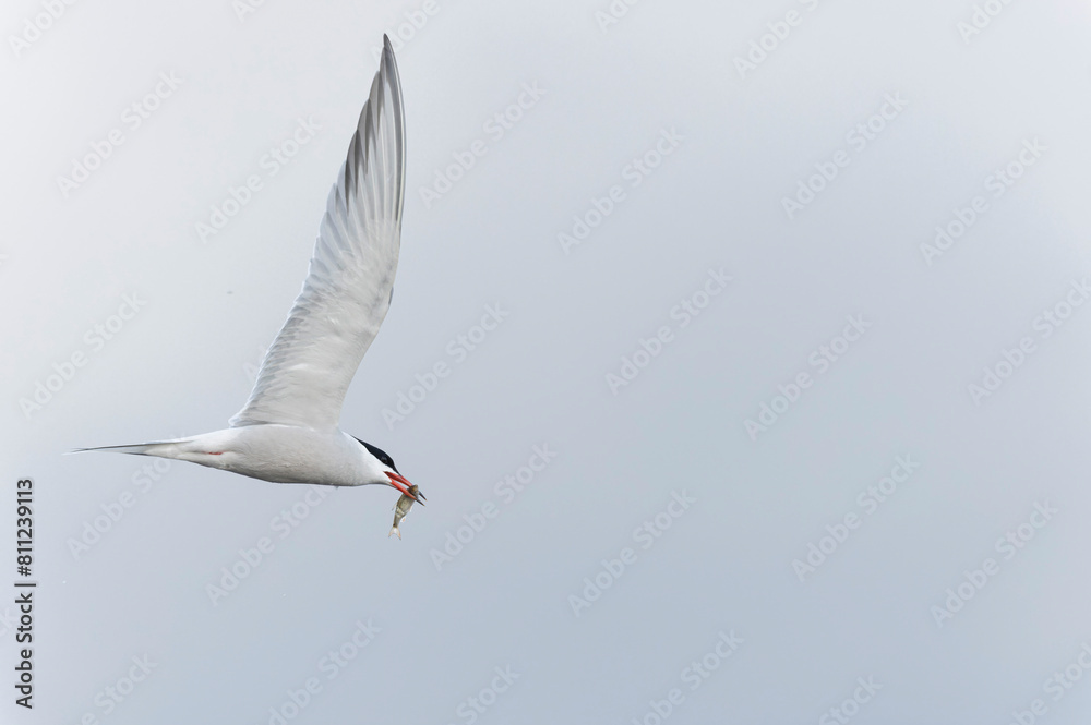 Common Tern Sterna hirundo in a typical coastal habitat Common Tern Sterna hirundo in a typical coastal habitat