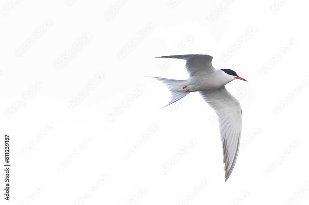 Fototapeta premium Common Tern Sterna hirundo in a typical coastal habitat
