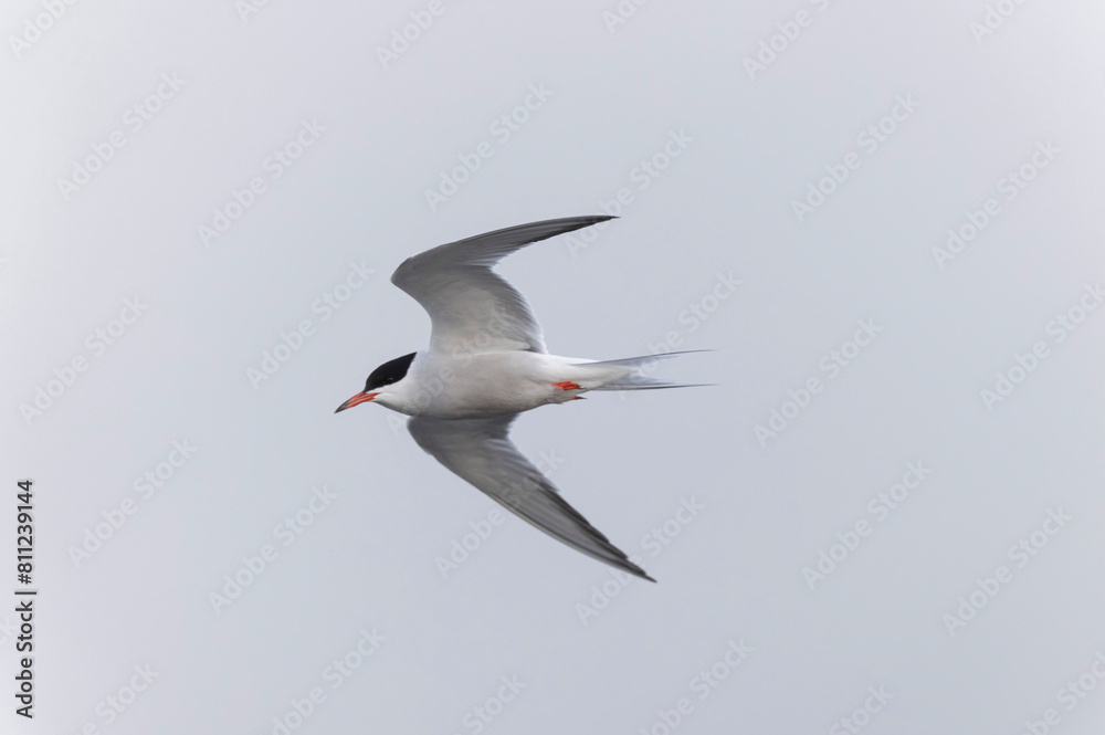 Common Tern Sterna hirundo in a typical coastal habitat Common Tern Sterna hirundo in a typical coastal habitat