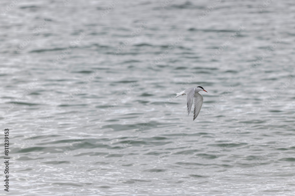 Common Tern Sterna hirundo in a typical coastal habitat