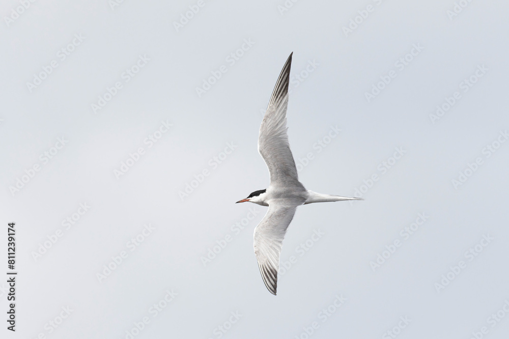 Fototapeta premium Common Tern Sterna hirundo in a typical coastal habitat