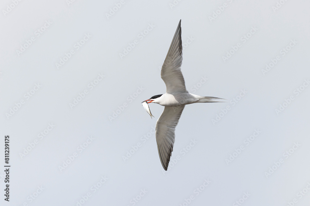 Fototapeta premium Common Tern Sterna hirundo in a typical coastal habitat
