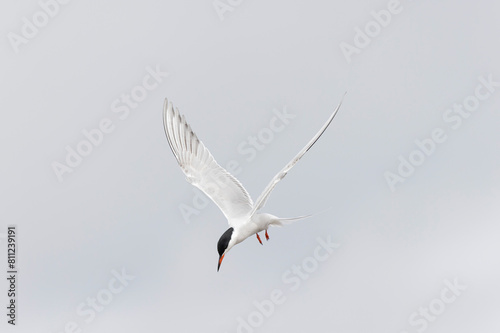 Common Tern Sterna hirundo in a typical coastal habitat