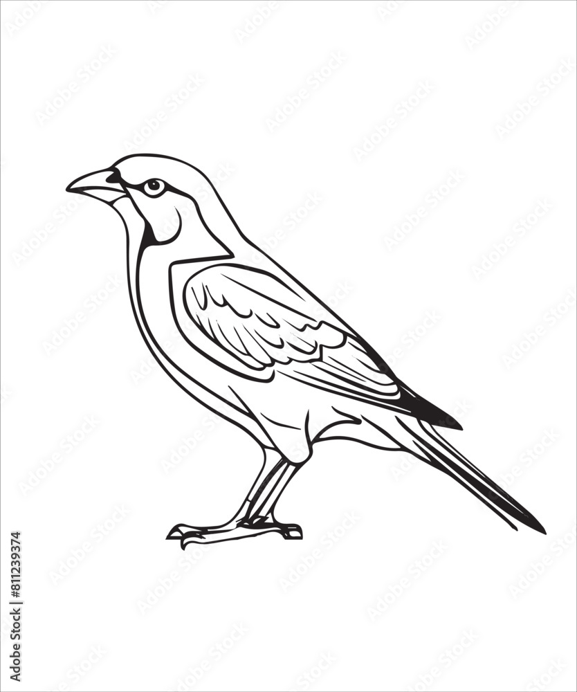 Myna Bird Victor Design Myna Bird Victor Design
