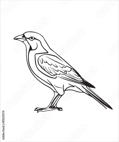 Myna Bird Victor Design