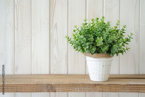 Green Plant in Pot with White Ship Lap Wall Background in Beautiful Interior Decoration for Home