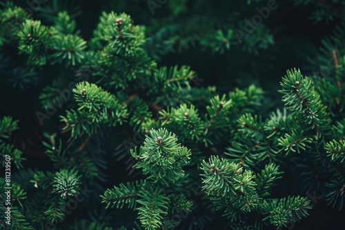 Evergreen Content  The Timeless Strategy for Marketing. A message conveyed through the tree