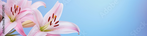 banner illustration with lily flowers against light blue