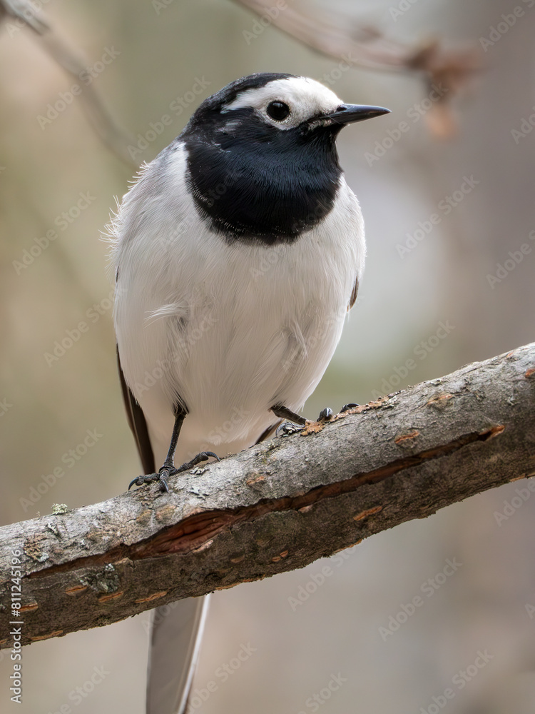 Fototapeta premium White wagtail perching on a tree branch. Close-up
