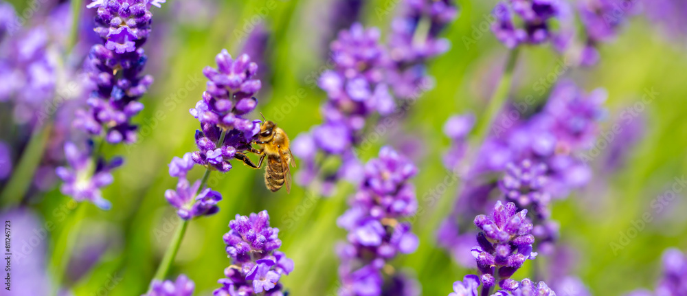 Spring lavender flowers under sunlight. Bees pollinate flowers and collect pollen. Lavender honey. Beautiful landscape of nature with a panoramic view. Hi spring. long banner Spring lavender flowers under sunlight. Bees pollinate flowers and collect pollen. Lavender honey. Beautiful landscape of nature with a panoramic view. Hi spring. long banner