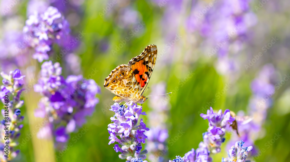 Butterflies on spring lavender flowers under sunlight. Beautiful landscape of nature with a panoramic view. Hi spring. long banner Butterflies on spring lavender flowers under sunlight. Beautiful landscape of nature with a panoramic view. Hi spring. long banner