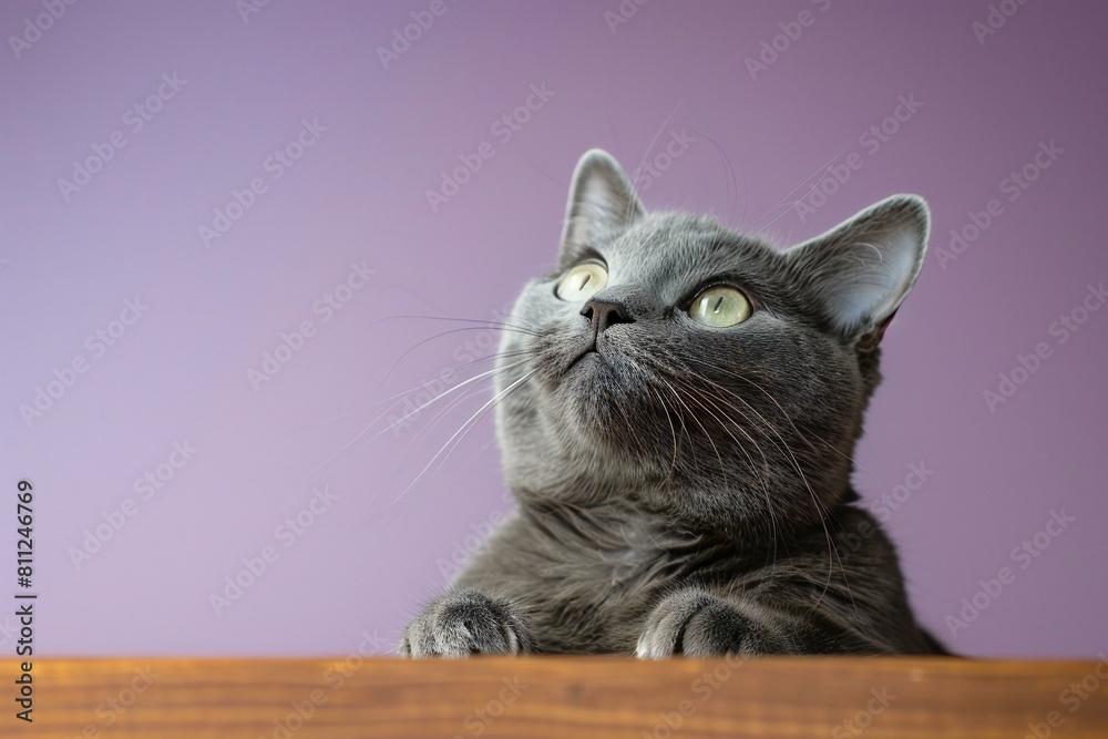 British Shorthair cat lying on a wooden table with purple background
