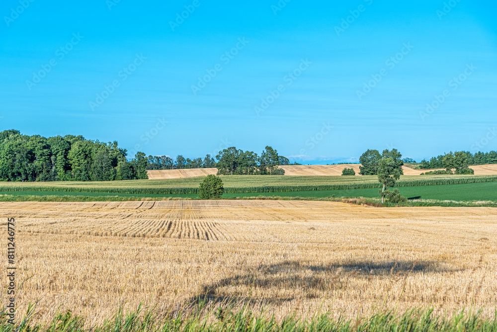 Fototapeta premium Wheat field