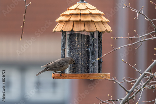 Female Brown-headed Cowbird photo