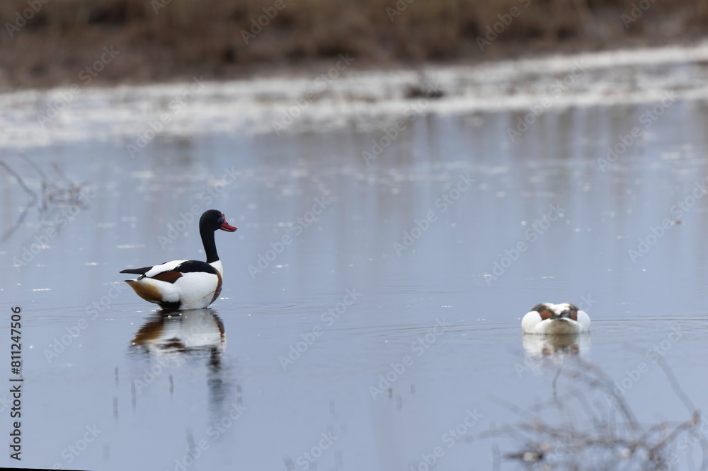 common shelduck Tadorna tadorna in a swamp in Brittany, France common shelduck Tadorna tadorna in a swamp in Brittany, France