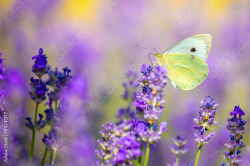 Butterflies on spring lavender flowers under sunlight. Beautiful landscape of nature with a panoramic view. Hi spring. long banner