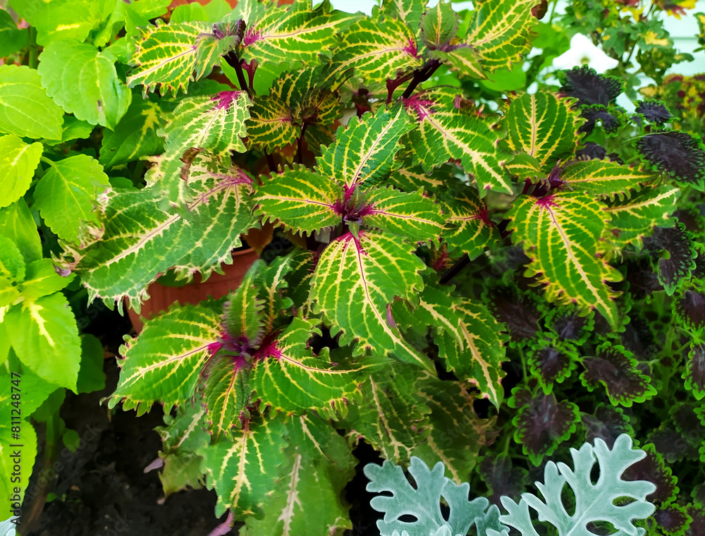 Coleus plant. Colorful leaves. coleus grade Peter's Wonder. Burgundy-green leaves of coleus close-up. banner packing for seeds. Floriculture. Plants, Gardening. Coleus plant. Colorful leaves. coleus grade Peter's Wonder. Burgundy-green leaves of coleus close-up. banner packing for seeds. Floriculture. Plants, Gardening.