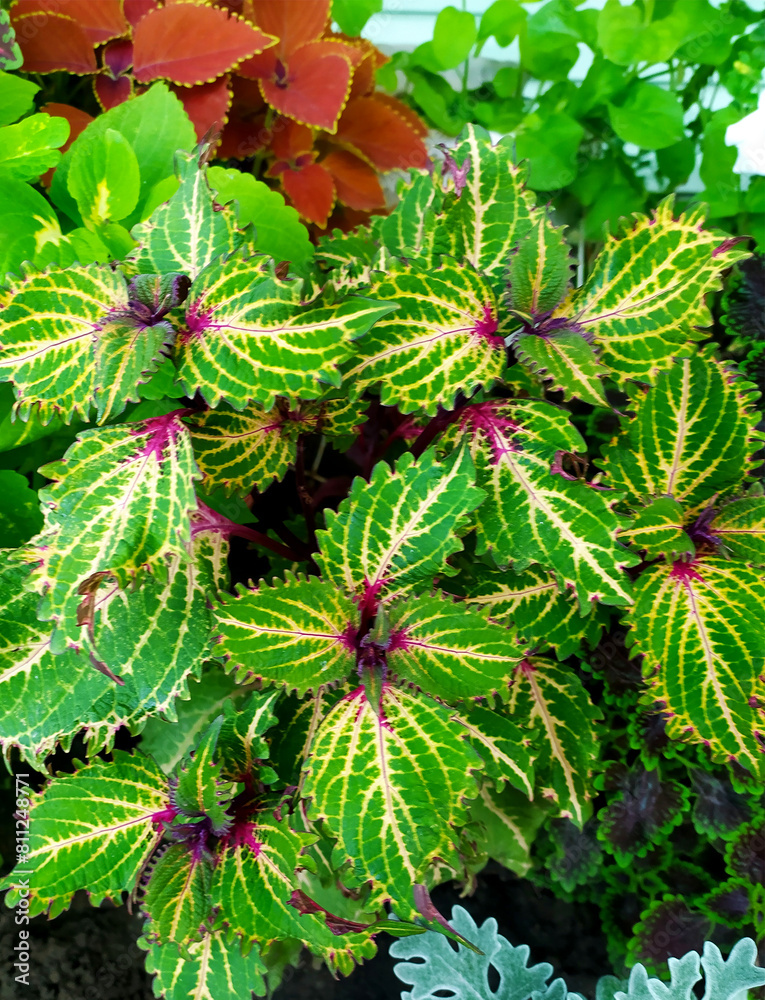 Coleus plant. Colorful leaves. coleus grade Peter's Wonder. Burgundy-green leaves of coleus close-up. banner packing for seeds. Floriculture. Plants, Gardening. Coleus plant. Colorful leaves. coleus grade Peter's Wonder. Burgundy-green leaves of coleus close-up. banner packing for seeds. Floriculture. Plants, Gardening.