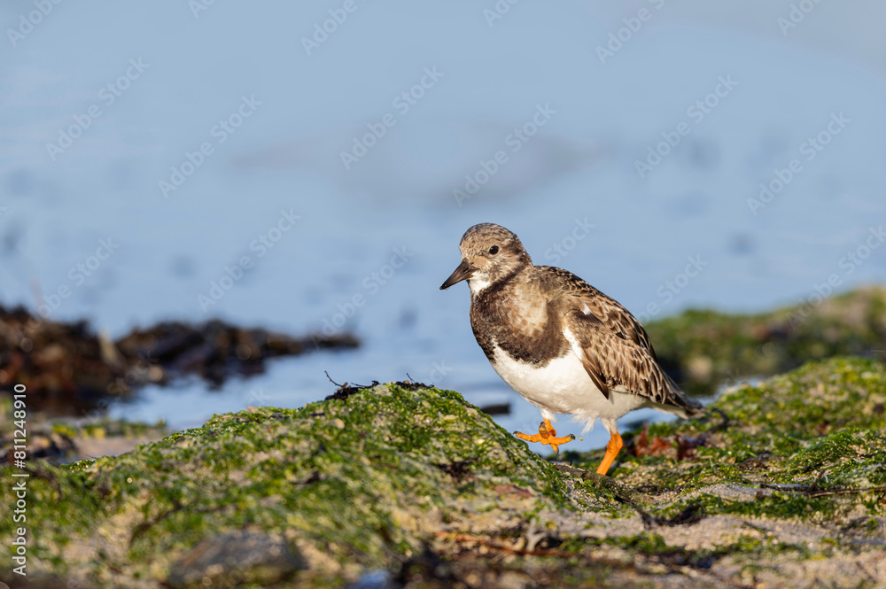 Ruddy Turnstone Arenaria interpres on low tide on a sandy beach in Normandy, France Ruddy Turnstone Arenaria interpres on low tide on a sandy beach in Normandy, France