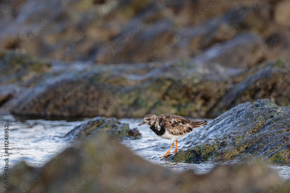 Ruddy Turnstone Arenaria interpres on low tide on a sandy beach in Normandy, France Ruddy Turnstone Arenaria interpres on low tide on a sandy beach in Normandy, France