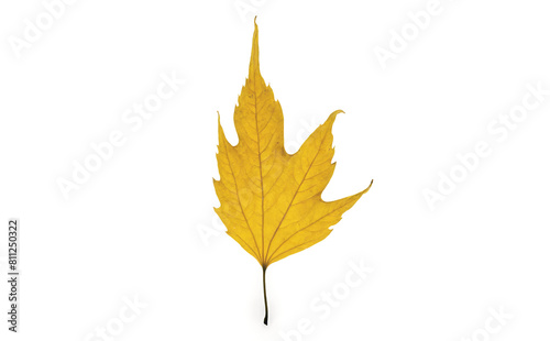 Yellow leaf