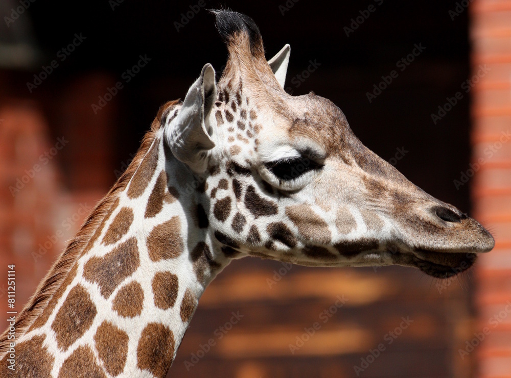 Fototapeta portrait of a giraffe