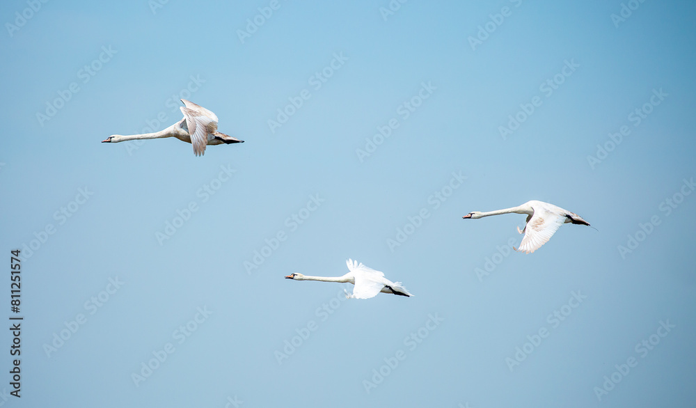 Obraz premium Flying swans in the blue sky. Waterfowl at the nesting site. A flock of swans walks on a blue lake.