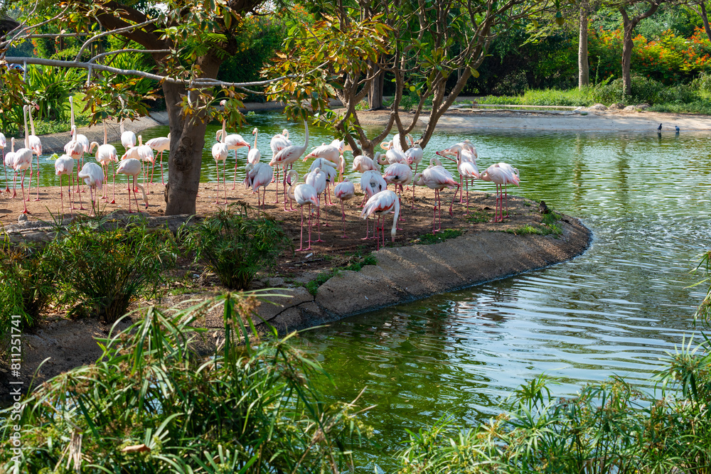 Flock of Flamingos by the Lakeside Flock of Flamingos by the Lakeside