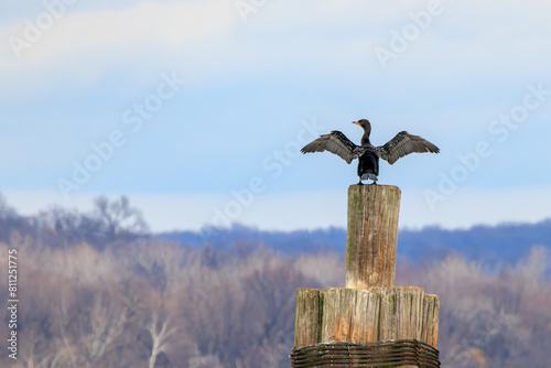 Cormorant perched on a wooden pole spreading its wings photo