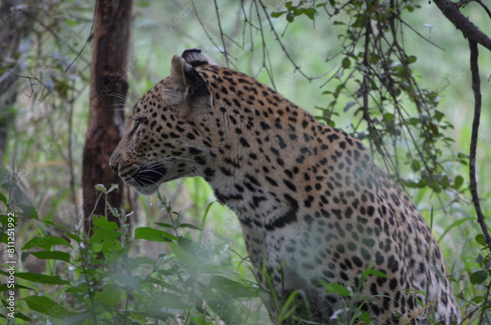 Fototapeta premium Leopard in sabi sabi game reserve
