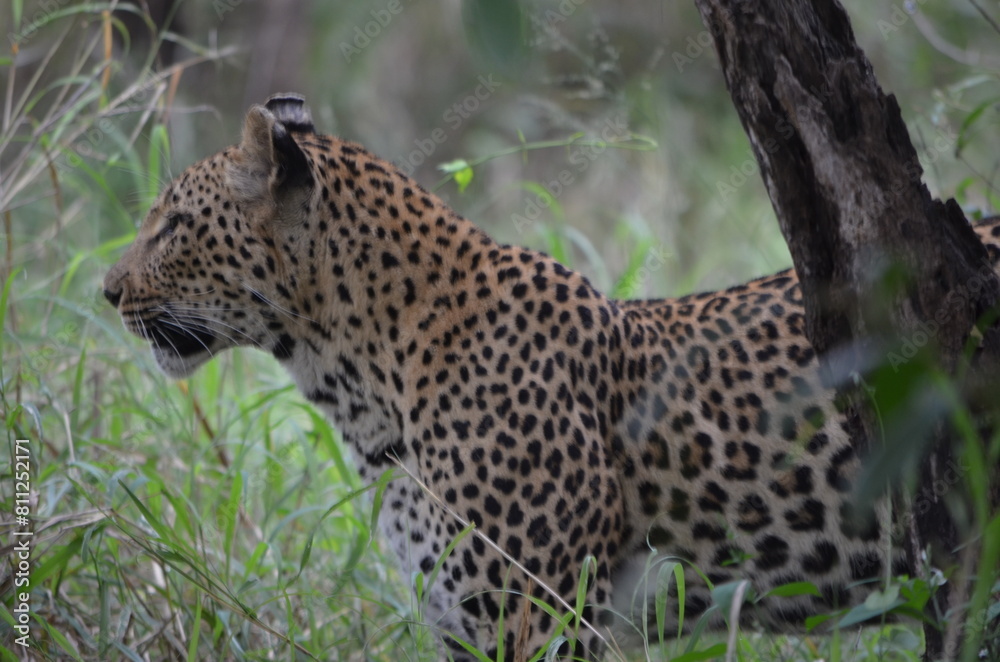 Leopard in sabi sabi game reserve Leopard in sabi sabi game reserve