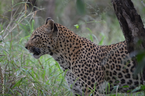 Leopard in sabi sabi game reserve