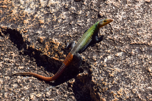 A colourful common flat lizard in a nature reserve in Zimbabwe.