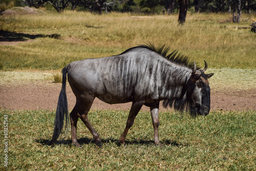 A wildebeest in a nature reserve in Zimbabwe