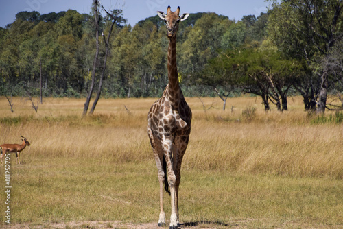 A giraffe in a nature reserve in Zimbabwe