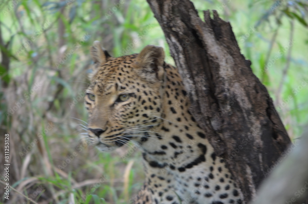 Fototapeta premium Leopard