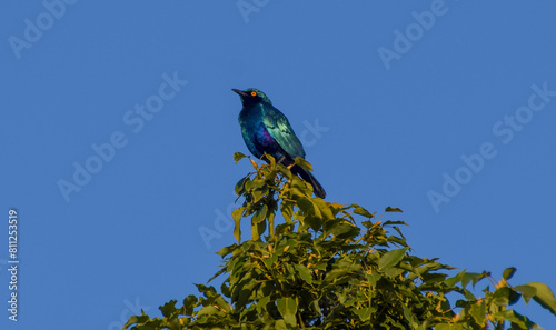 A lesser blue-eared glossy-starling (Latin: Lamprotornis chloropterus) rests on top of a tree in Zimbabwe