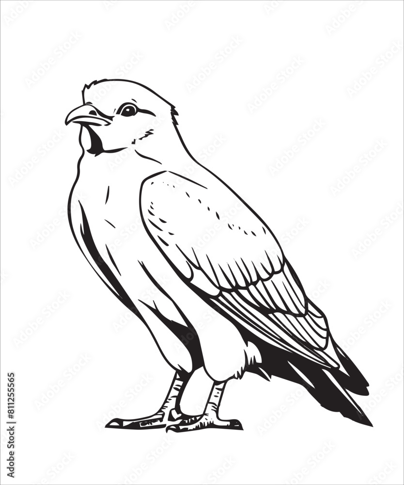 Fototapeta premium Sora Bird Victor Design