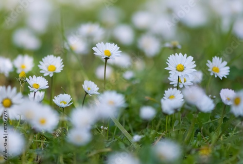 flowers growing in rural areas. wild white daisy photos.