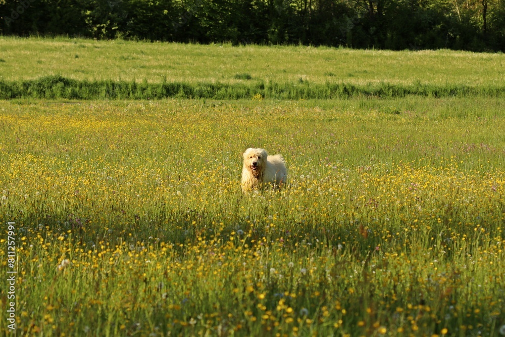 Fototapeta premium Goldendoodle auf Feuchtwiese