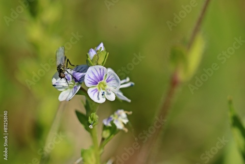 Quendel-Ehrenpreis (Veronica serpyllifolia) mit kleiner Tanzfliege