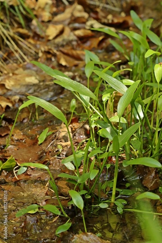 Brennender Hahnenfu    Ranunculus flammula 