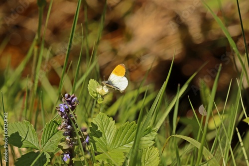 Männlicher Aurorafalter (Anthocharis cardamines) an Wald-Erdbeere (Fragaria vesca)