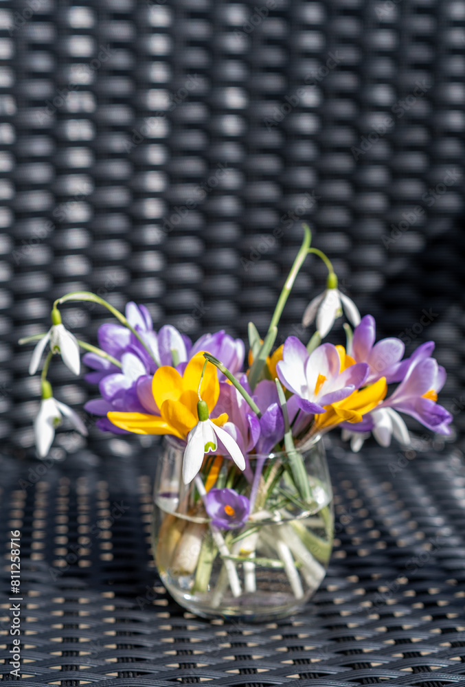 Bouquet of purple crocus in vase. Spring flowers in a vase.