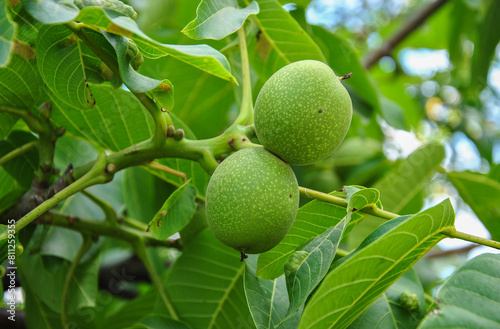 green walnuts on tree
