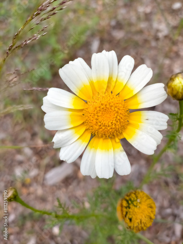 Glebionis coronaria
,portholes ,flower in foreground with blurred background